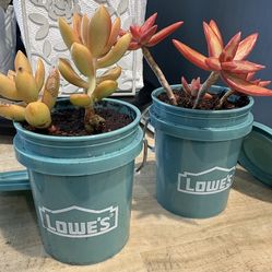 mini bucket succulents