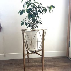 Healthy Fig Plant with gold basket and stand.