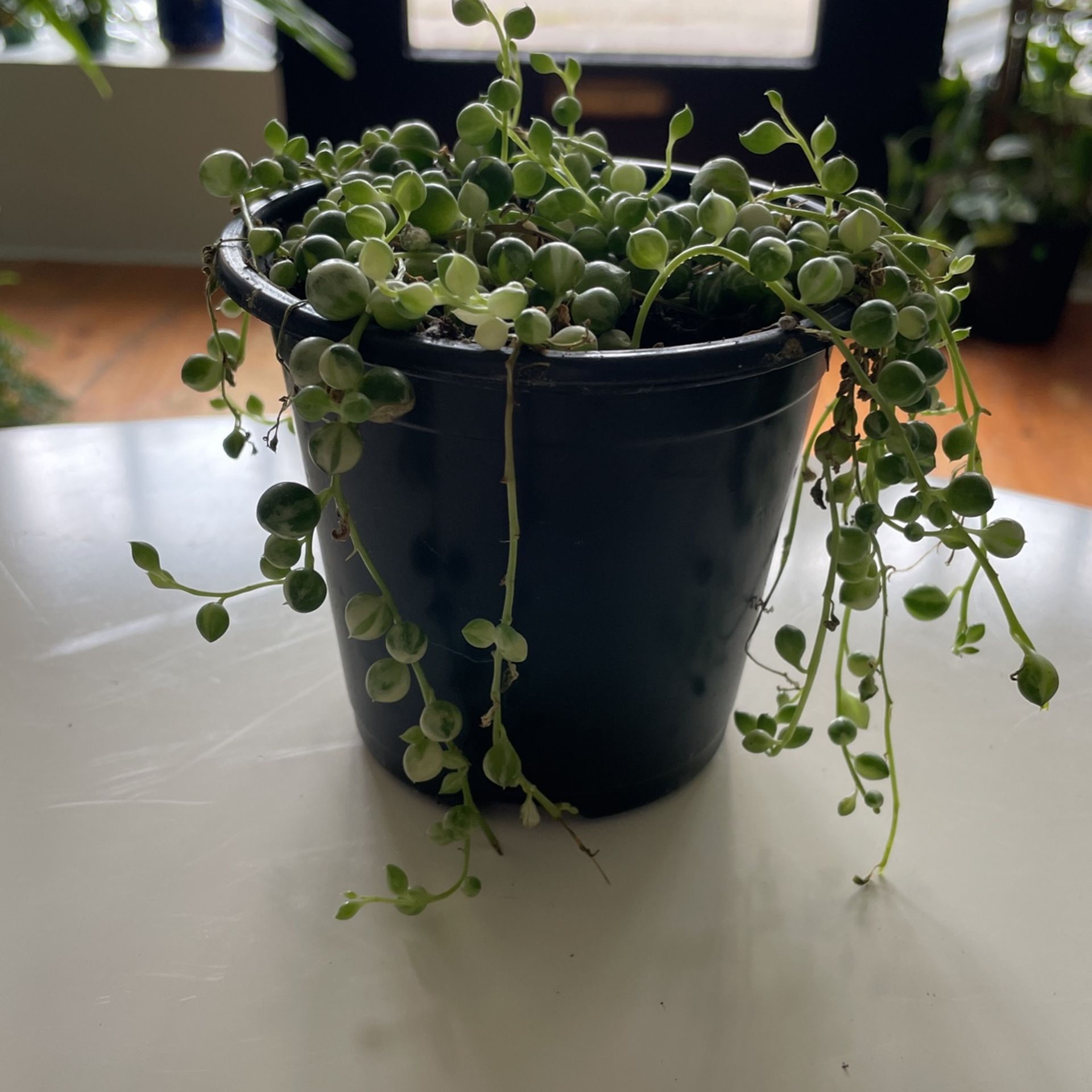 Variegated String Of Pearls