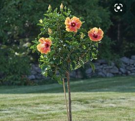 BIG SALE! Many Plants And Palms Low Prices!