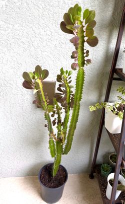 Euphorbia  trigona  plant
