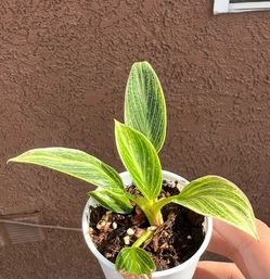 Philodendron Birkin Starter
