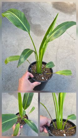 Travellers Palm Gallon