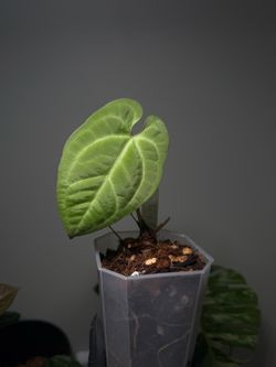 Anthurium Besseae x AOS