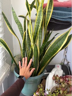 Giant Snake Plant