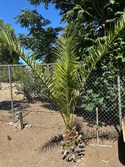 Palm Trees