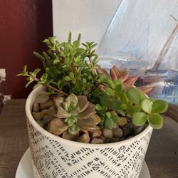 Succulent 