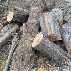 Free tree wood For fire On 99&olive Take Whatever You Want