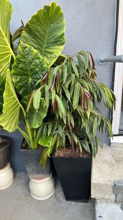 Plantas y suculentas