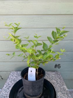 #6- Jasmine Plant