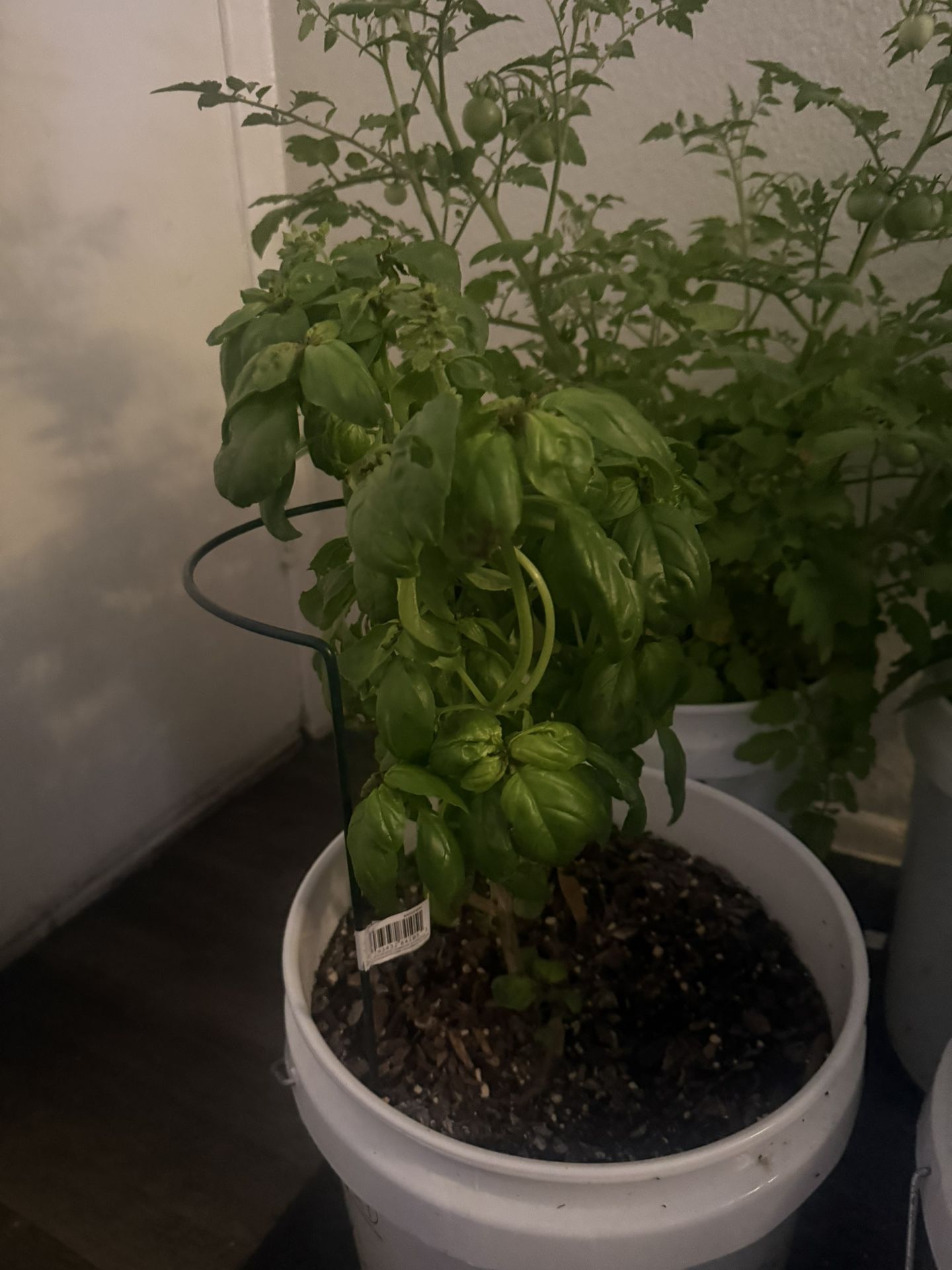 Two Heirloom Basil Plants