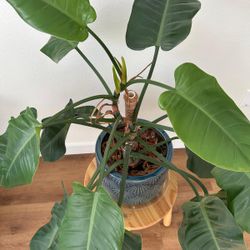 Large Philodendron With 12” Beautiful Pot