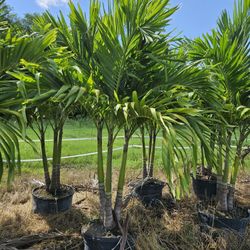 crhistmas Palms About 7 feet tall starting $75