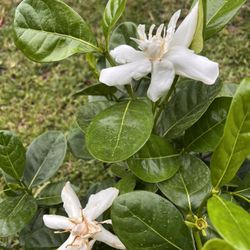 GARDENIA PLANT (3 gallon pot Large Tree) Scented & Breath taking 