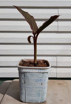 Canna lily plant