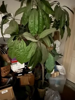 6 Ft. Tall Faux Tree - with Base Original $150