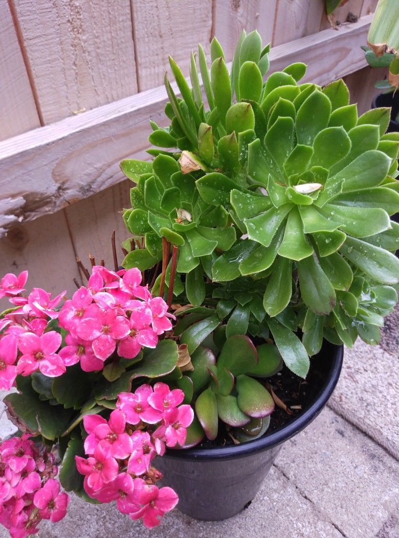Healthy plants