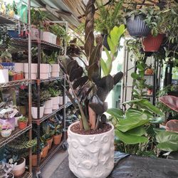 ZZ Black Indoor Plant