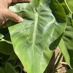 HEARTLEAF ❤️SHAPED PLANTS 🌱 