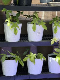 Plants (10”pot🌿Philodendron Florida ghost MINT $15 each)