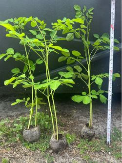Organic Moringa Tree Live Plant 11 Inch Plus, Moringa Oleifera Seedling, Miracle Tree, Drumstick Tree, Edible Herb Garden