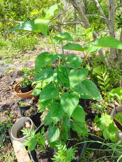 mulberry tree