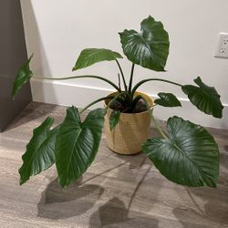 Elephant Ear Plant - alocasia
