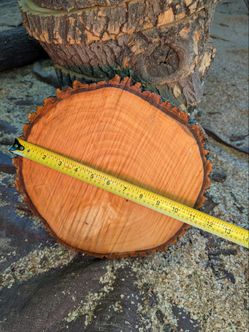 Arizona Ash Wood Rounds