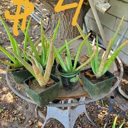 Suculentas I Otras Plantas De Venta