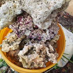 Reef Rock