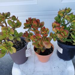 all 3 pots lucky Jade plant bonsai old money tree 幸运发财树 $39 or $20 each pot