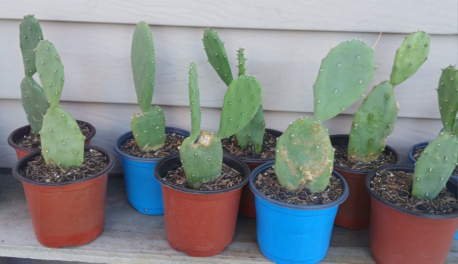 Cactus Plants 🪴 $3 Each!