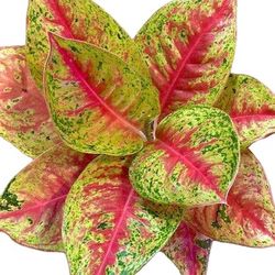 Aglaonema Mahasetti 