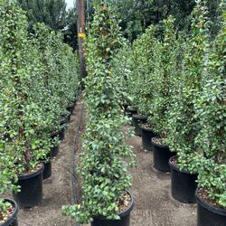 Star Jasmine