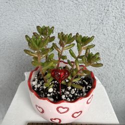 ❤️ Valentine Succulent 