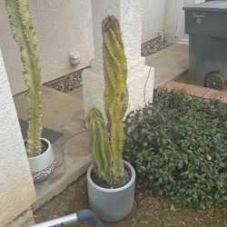 Cactus 4ft Tall With Pot