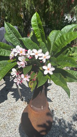 Plumerias