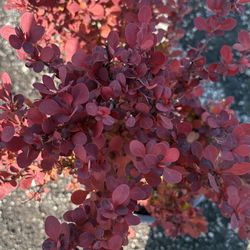 Orange Rocket Barberry