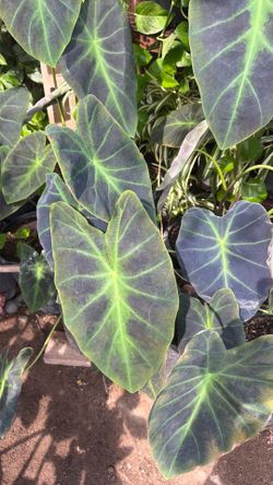 Colocasia / Oreja de Elefante / Elephant ear