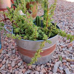 Cacti, Succulent, Garden Plants