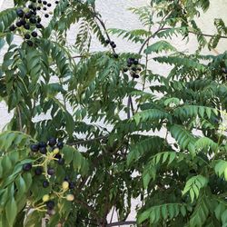 Small Curry Plant $15, Bigger for $20 And Fresh Seeds  And fresh leaves 10 Strands For $2