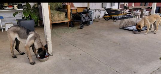 Dog cages
