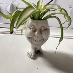 Spider Plant In Deco Pot.   “SALE”