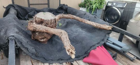Tree stump with arms