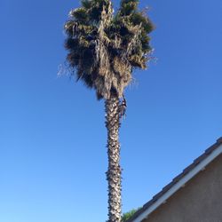 Trimming   Palms  and  Trees 