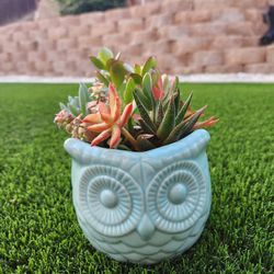 Owl Succulent Arrangement