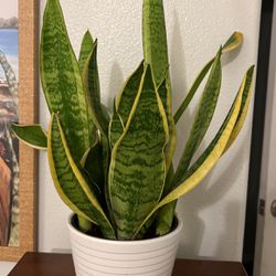 Snake Plant Mother In Law Plant  Indoor Plant 