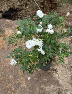 Roses Plants $15 Each