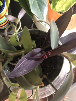 Hanging plants with a purple flowers