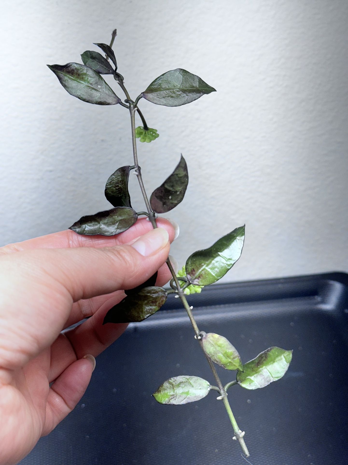 Hoya Lacunosa Ruby Sue